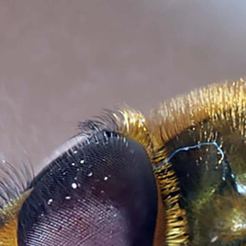 Syrphus torvus